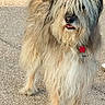 animal, canine, collar, cute, dog, friendly, fur, furry, leash, mammal, outdoor, pavement, pet, scruffy, shaggy, standing, sunlight, tail, tongue, walking