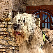 Puffy a rejoint le concours — aidez-le/la à gagner de superbes lots ! arched_doorway, architecture, beige, brown, closeup, dog, furry, guard, happy, harness, iron_bars, leash, long_hair, medieval, outdoor, panting, pet, shaggy, stone_wall, sunlight
