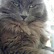 Arnak a rejoint le concours — aidez-le/la à gagner de superbes lots ! animal, cat, close_up, cute, domestic_animal, face, feline, fluffy, fur, gray_cat, green_eyes, indoor, looking_at_camera, mammal, pet, portrait, relaxed, sitting, soft, whiskers