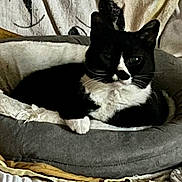 Nikita a rejoint le concours — aidez-le/la à gagner de superbes lots ! cat, tuxedo_cat, pet_bed, indoor, cozy, black_and_white, feline, resting, blanket, soft, comfortable, animal, domestic_cat, fur, whiskers, cute, relaxed, home, sleeping_area, paw