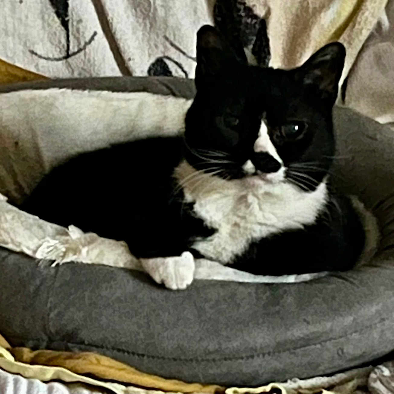 Nikita a rejoint le concours — aidez-le/la à gagner de superbes lots ! cat, tuxedo_cat, pet_bed, indoor, cozy, black_and_white, feline, resting, blanket, soft, comfortable, animal, domestic_cat, fur, whiskers, cute, relaxed, home, sleeping_area, paw