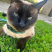 Slime is registered to the contest to win money with this photo: cat, siamese_cat, close_up, blue_eyes, grass, outdoor, pet, animal, whiskers, collar, nature, greenery, feline, fur, muzzle, daylight, portrait, relaxed, curious, domestic_cat