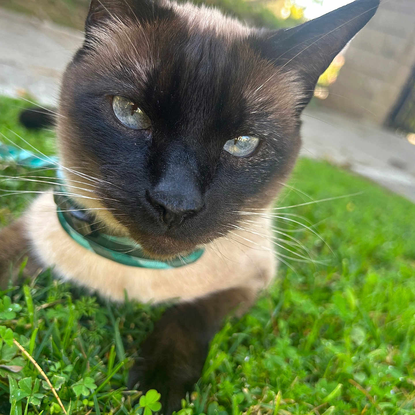 Slime is registered to the contest to win money with this photo: animal, blue_eyes, cat, close_up, collar, curious, daylight, domestic_cat, feline, fur, grass, greenery, muzzle, nature, outdoor, pet, portrait, relaxed, siamese_cat, whiskers