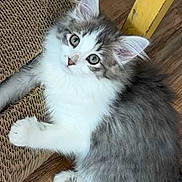 Dolly joined the competition — help win amazing prizes! cat, kitten, fluffy, gray_and_white, fur, animal, pet, portrait, lying_down, sitting, paws, tail, blue_eyes, whiskers, cardboard_scratchers, wooden_floor, indoor, cute, playful, close_up