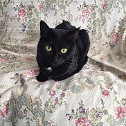 Maya a rejoint le concours — aidez-le/la à gagner de superbes lots ! black_cat, cat, animal, pet, yellow_eyes, floral_pattern, fabric, vintage_style, indoor, cute, feline, whiskers, fur, sitting, looking, curious, cozy, close_up, domestic_cat, resting