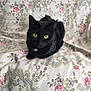 black_cat, cat, animal, pet, yellow_eyes, floral_pattern, fabric, vintage_style, indoor, cute, feline, whiskers, fur, sitting, looking, curious, cozy, close_up, domestic_cat, resting