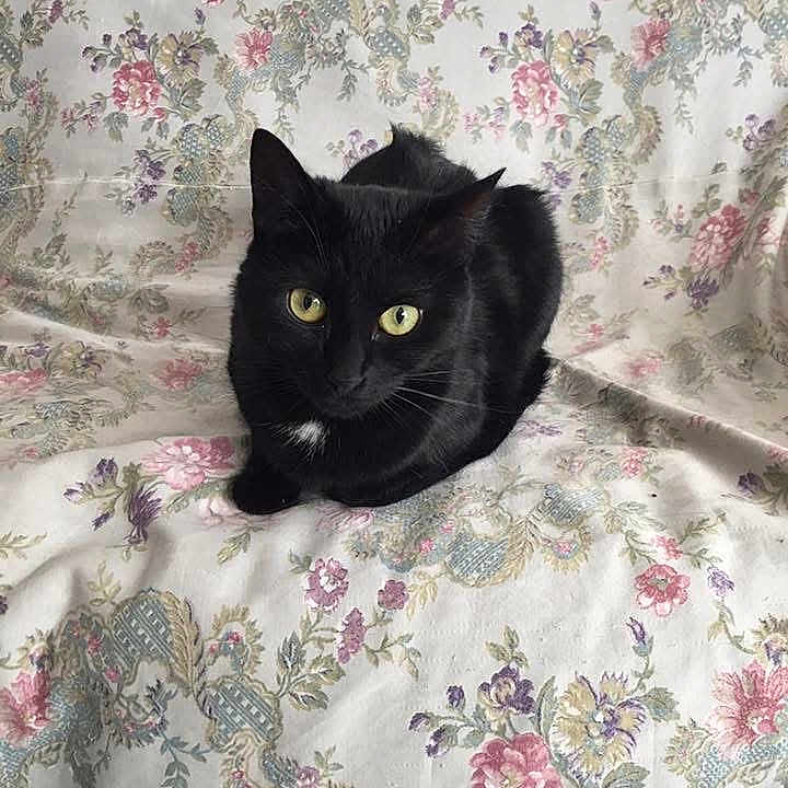 Maya a rejoint le concours — aidez-le/la à gagner de superbes lots ! animal, black_cat, cat, close_up, cozy, curious, cute, domestic_cat, fabric, feline, floral_pattern, fur, indoor, looking, pet, resting, sitting, vintage_style, whiskers, yellow_eyes