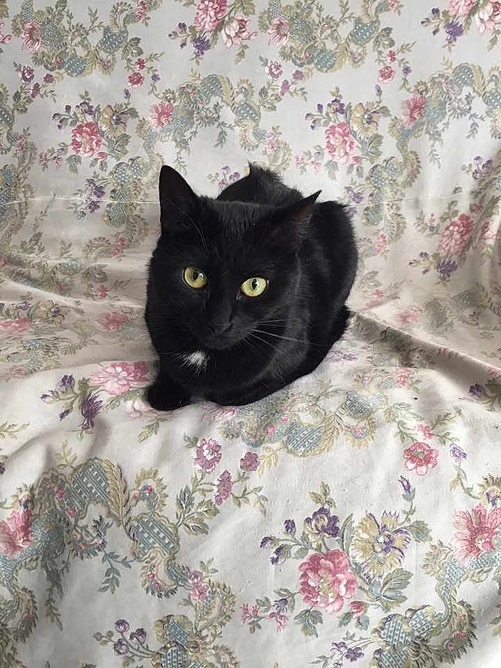 Maya a rejoint le concours — aidez-le/la à gagner de superbes lots ! black_cat, cat, animal, pet, yellow_eyes, floral_pattern, fabric, vintage_style, indoor, cute, feline, whiskers, fur, sitting, looking, curious, cozy, close_up, domestic_cat, resting
