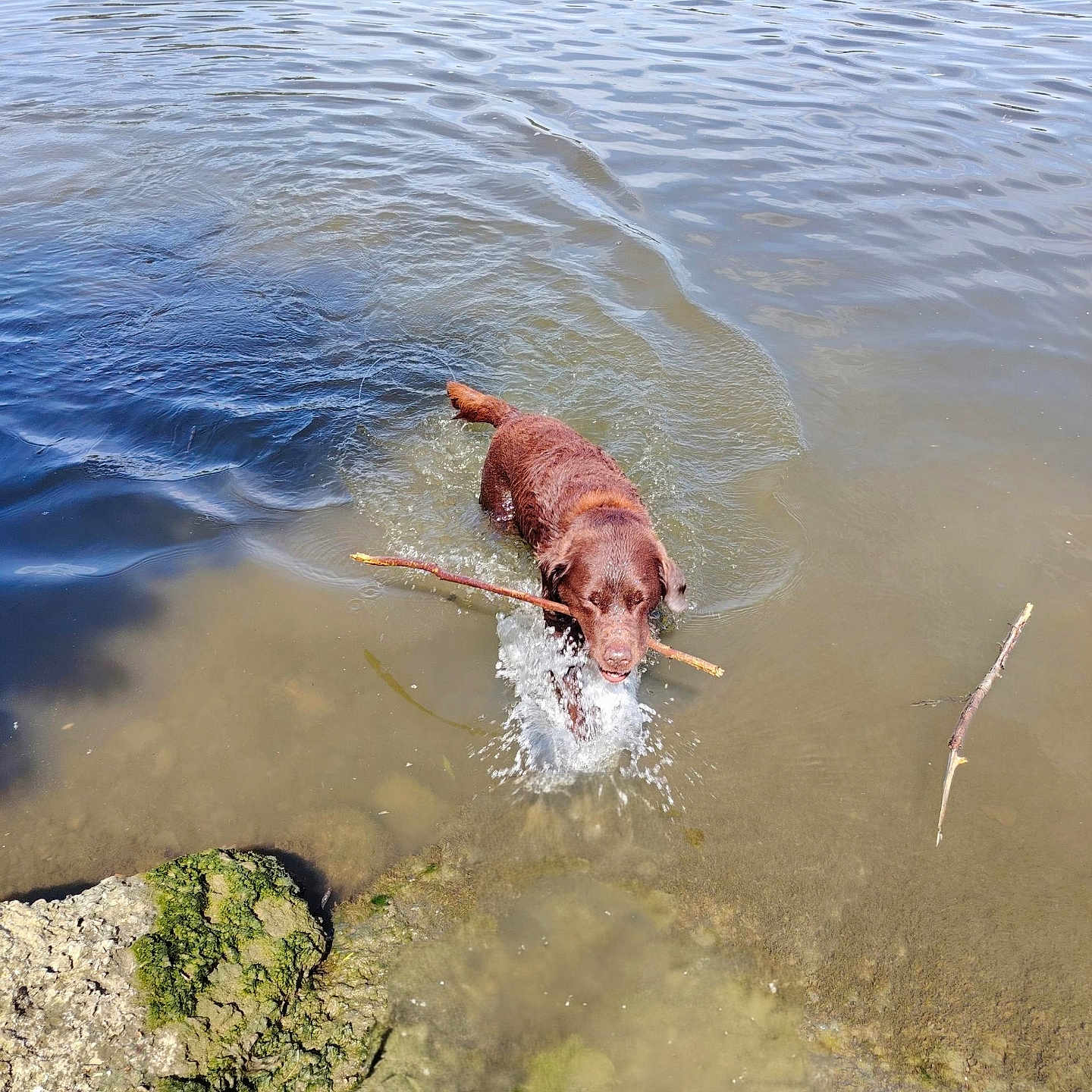 Jacqui a rejoint le concours — aidez-le/la à gagner de superbes lots ! animal, brown_dog, canine, daylight, dog, fetch, happy, moss, nature, outdoor, pet, playing, river, rock, shore, splash, stick, summer, water, wet