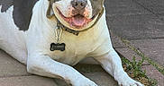 Rowan is registered to the contest to win money with this photo: dog, smiling, outdoor, pavement, grass, collar, pet, canine, happy, tongue, resting, sunlight, animal, mammal, ears, face, paw, white, grey, black