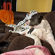 Rowan joined the competition — help win amazing prizes! dog, couch, blanket, indoor, pet, brown_furniture, orange_blanket, white_blanket, pink_blanket, wall, decor, sports_jersey, relaxed, looking_away, seated, cozy, domestic, animal, comfort, living_room