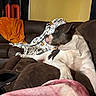 animal, blanket, brown_furniture, comfort, couch, cozy, decor, dog, domestic, indoor, living_room, looking_away, orange_blanket, pet, pink_blanket, relaxed, seated, sports_jersey, wall, white_blanket