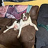 Rowan is registered to the contest to win money with this photo: dog, couch, blanket, living_room, brown, white, black, pet, relaxed, indoor, furniture, carpet, seated, canine, home, comfort, animal, resting, ears, face