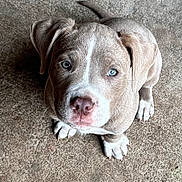 Rayne joined the competition — help win amazing prizes! puppy, dog, blue_eyes, looking_up, cute, young_dog, pet, animal, fur, ears, nose, whiskers, paws, sitting, concrete_floor, texture, innocent, adorable, closeup, portrait