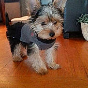 Sutter is registered to the contest to win money with this photo: dog, puppy, small_dog, indoor, wooden_floor, sweater, living_room, furniture, plant, couch, ears, fur, pet, cute, animal, home, cozy, curious, standing, floor