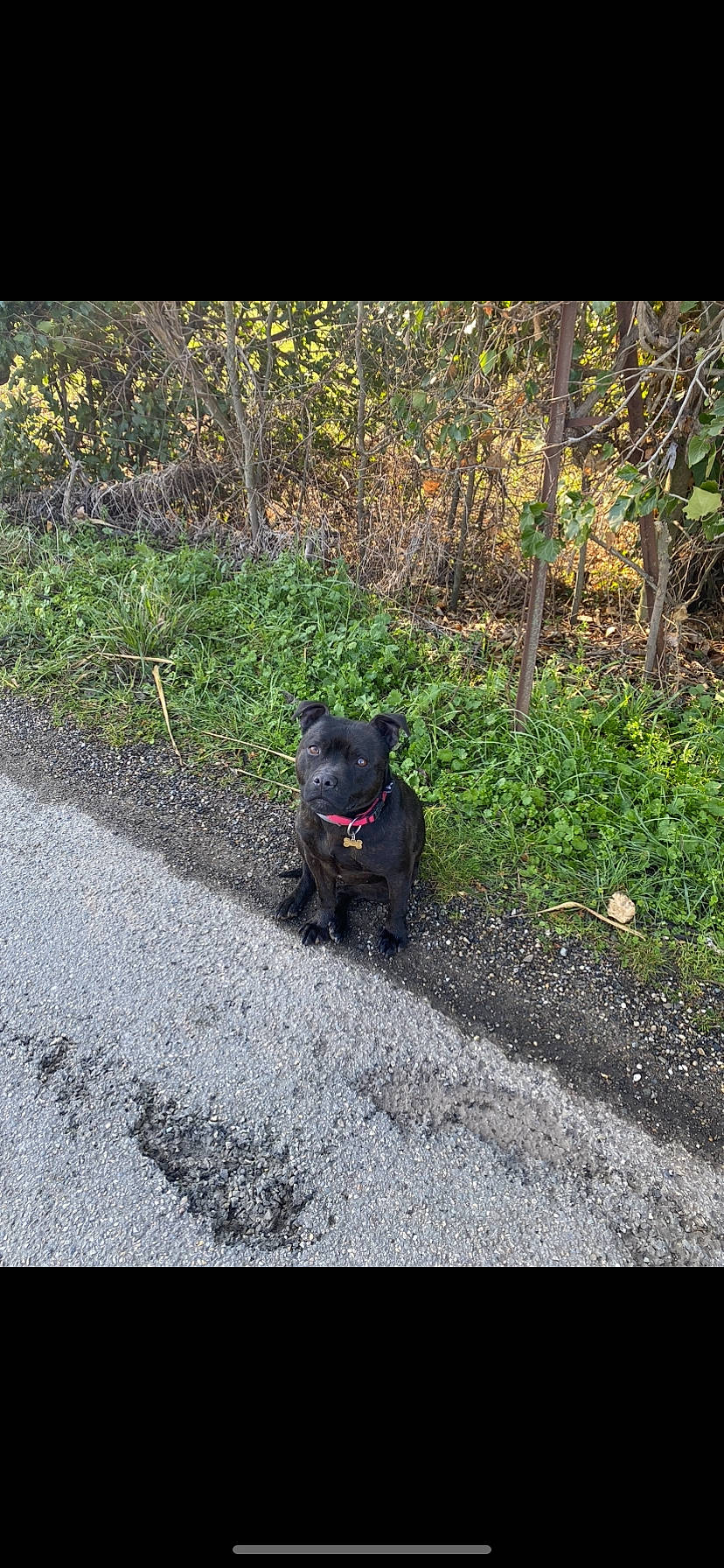 Naya a rejoint le concours — aidez-le/la à gagner de superbes lots ! asphalt, canidae, carnivore, companion_dog, dog, dog_breed, fawn, grass, groundcover, plant, road, road_surface, shrub, snout, soil, sporting_group, tail, terrestrial_animal, tints_and_shades, working_animal