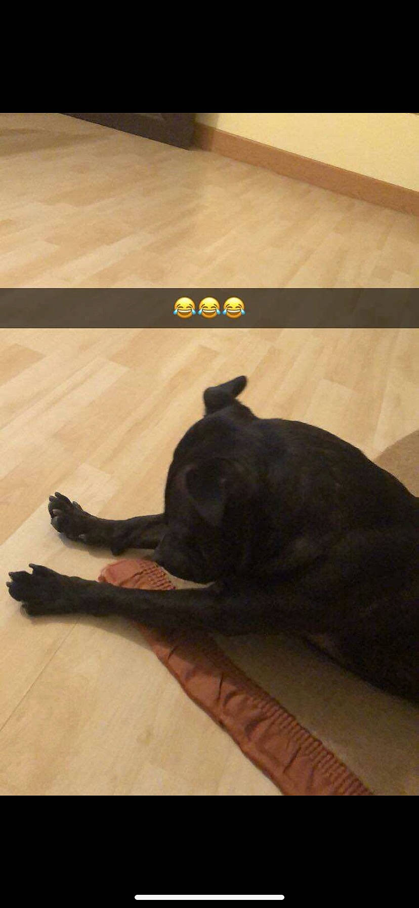 Naya a rejoint le concours — aidez-le/la à gagner de superbes lots ! carnivore, comfort, companion_dog, dog_breed, fawn, felidae, floor, flooring, hardwood, laminate_flooring, plywood, small_to_medium_sized_cats, tail, tints_and_shades, varnish, whiskers, wood, wood_flooring, wood_stain, working_animal