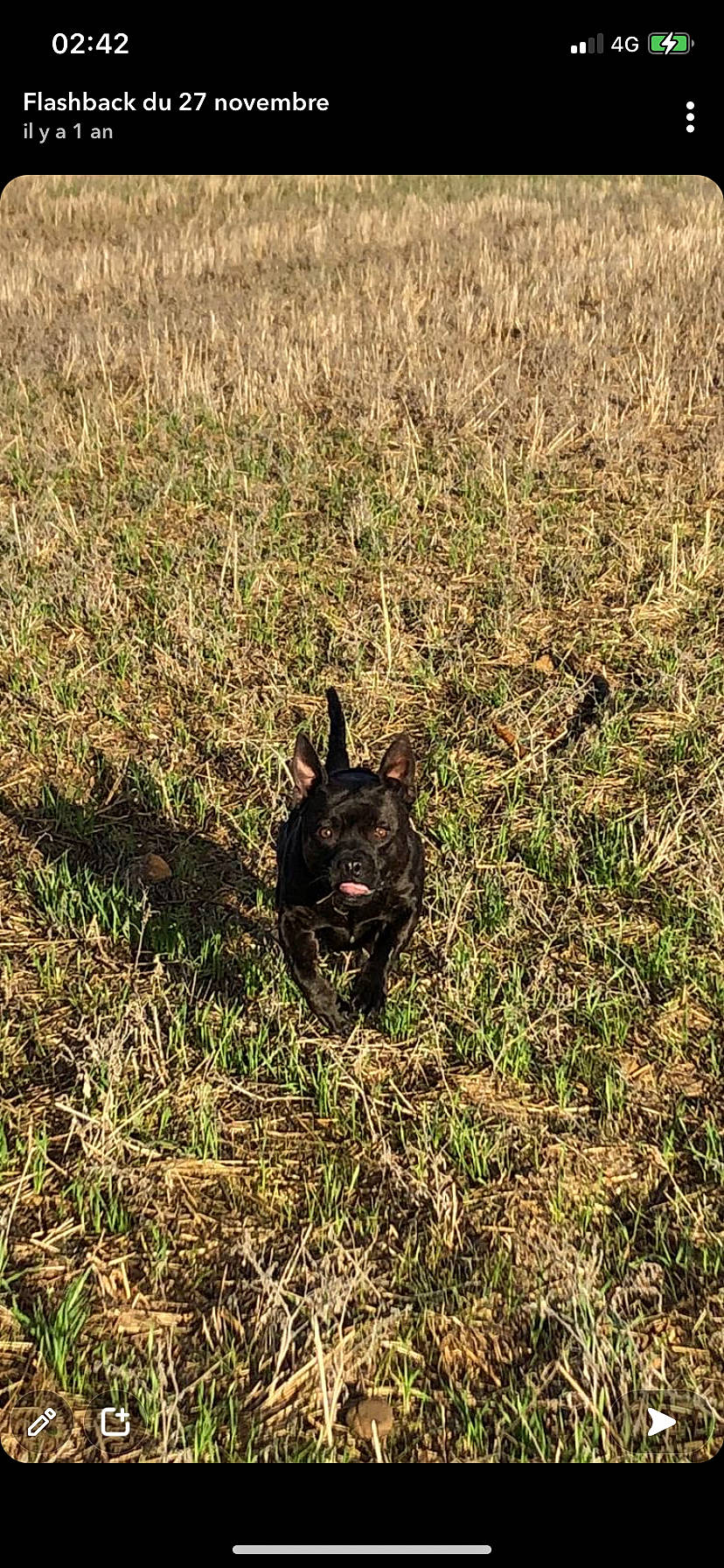 Naya a rejoint le concours — aidez-le/la à gagner de superbes lots ! canidae, carnivore, dog, dog_breed, field, grass, grassland, herding_dog, pasture, prairie, shadow, soil, sporting_group, steppe, tail, terrestrial_animal, wildlife, working_animal
