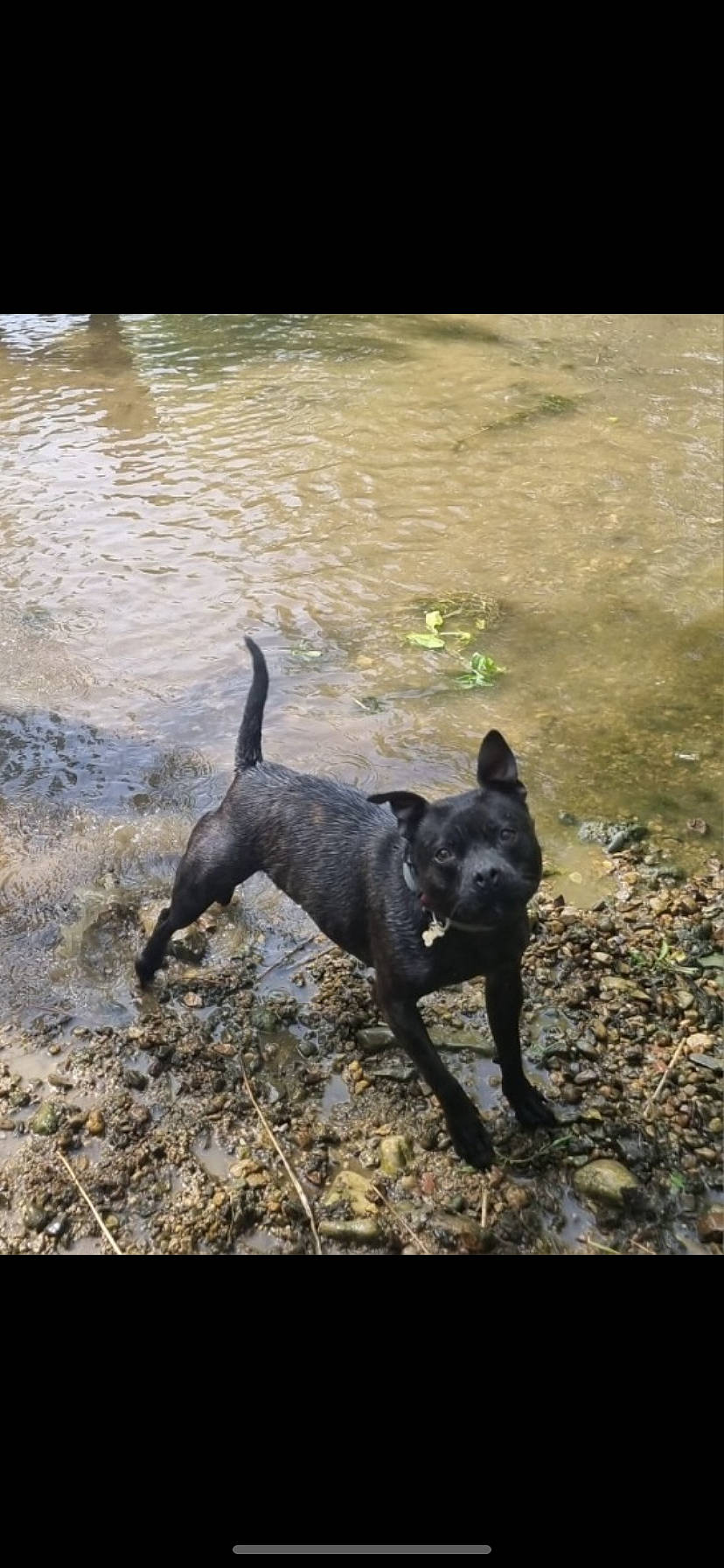 Naya a rejoint le concours — aidez-le/la à gagner de superbes lots ! canidae, carnivore, companion_dog, dog, dog_breed, fawn, grass, guard_dog, lake, non_sporting_group, pet_supply, shadow, snout, soil, sporting_group, tail, terrestrial_animal, water, working_animal, working_dog