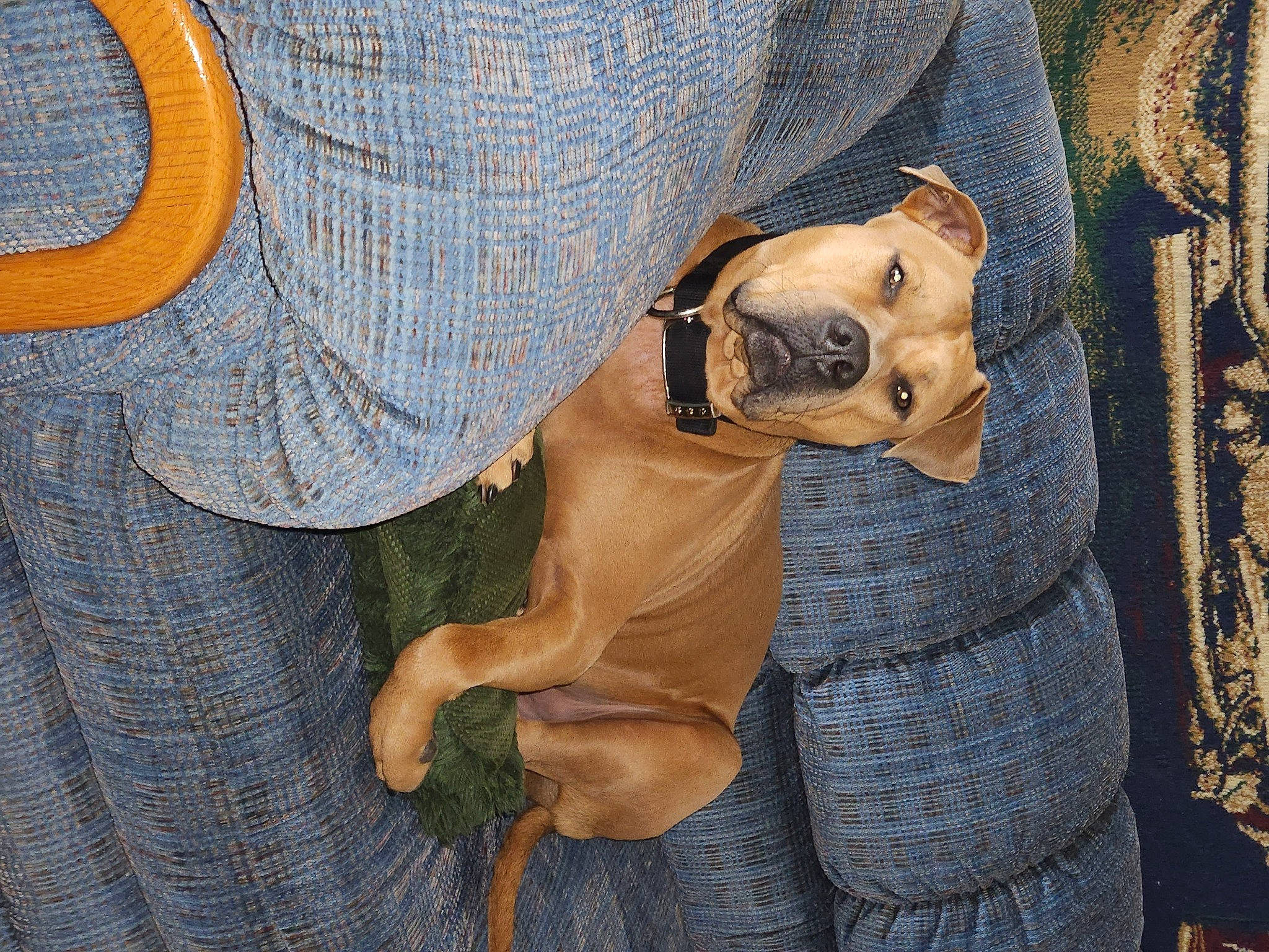 Scooby Doo is registered to the contest to win money with this photo: canidae, carnivore, collar, companion_dog, denim, dog, dog_breed, dog_clothes, dog_collar, eyewear, fashion_accessory, fawn, glasses, hat, pattern, sleeve, snout, sunglasses, toy_dog, working_animal