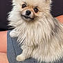 dog, pomeranian, fluffy, pet, indoor, lap, fur, small_dog, animal, cute, portrait, brown_eyes, seated, furry, companion, domestic_animal, map, human_leg, black_table, wall