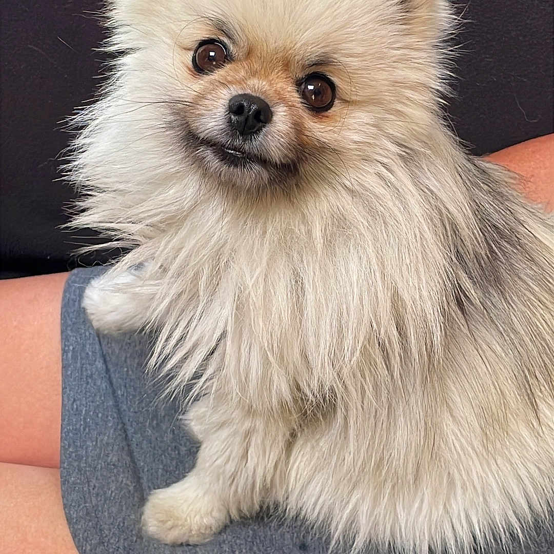 Tika La Plume a rejoint le concours — aidez-le/la à gagner de superbes lots ! animal, black_table, brown_eyes, companion, cute, dog, domestic_animal, fluffy, fur, furry, human_leg, indoor, lap, map, pet, pomeranian, portrait, seated, small_dog, wall