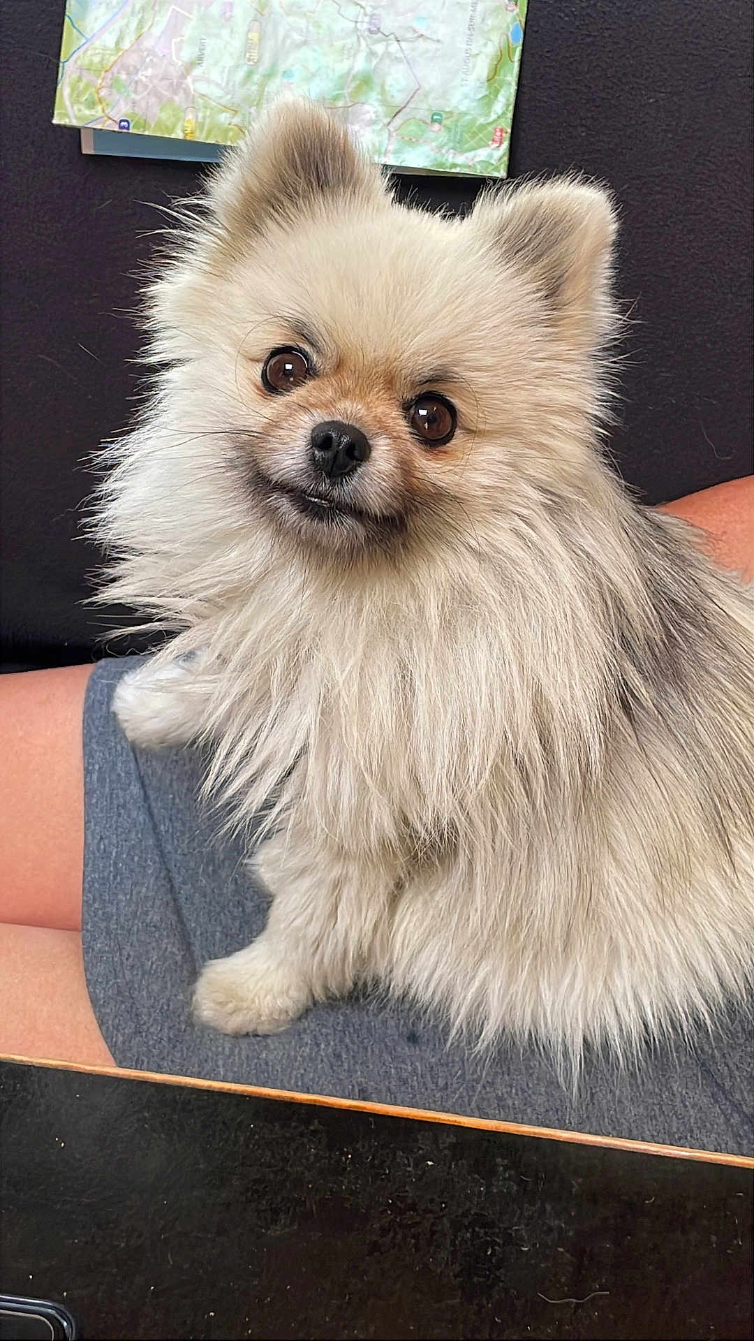 Tika La Plume a rejoint le concours — aidez-le/la à gagner de superbes lots ! dog, pomeranian, fluffy, pet, indoor, lap, fur, small_dog, animal, cute, portrait, brown_eyes, seated, furry, companion, domestic_animal, map, human_leg, black_table, wall