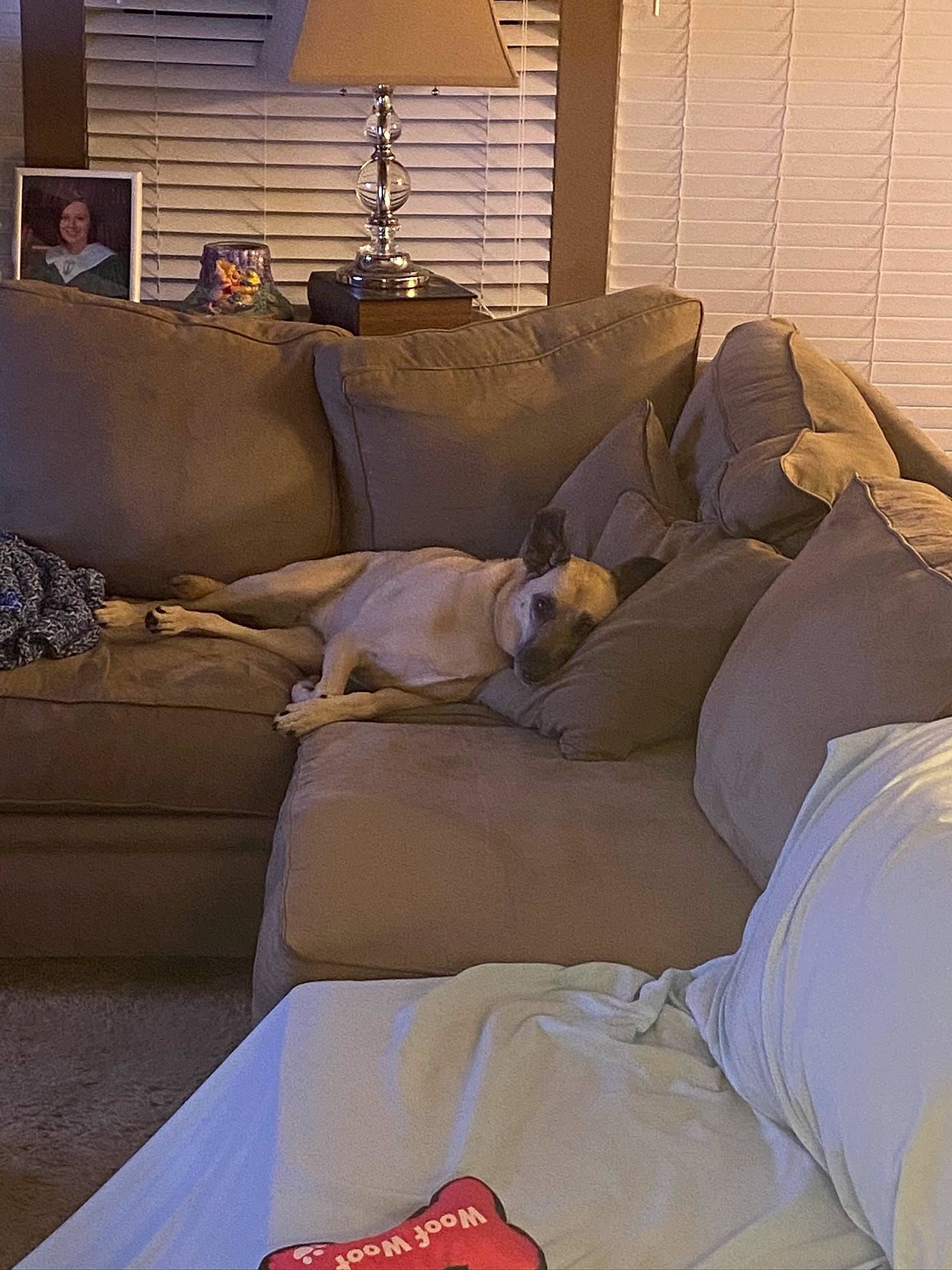 Puddin joined the competition — help win amazing prizes! comfort, couch, floor, flooring, furniture, hardwood, interior_design, lamp, light, lighting, line, mammal, shade, sofa_bed, studio_couch, table, textile, window, window_blind, wood