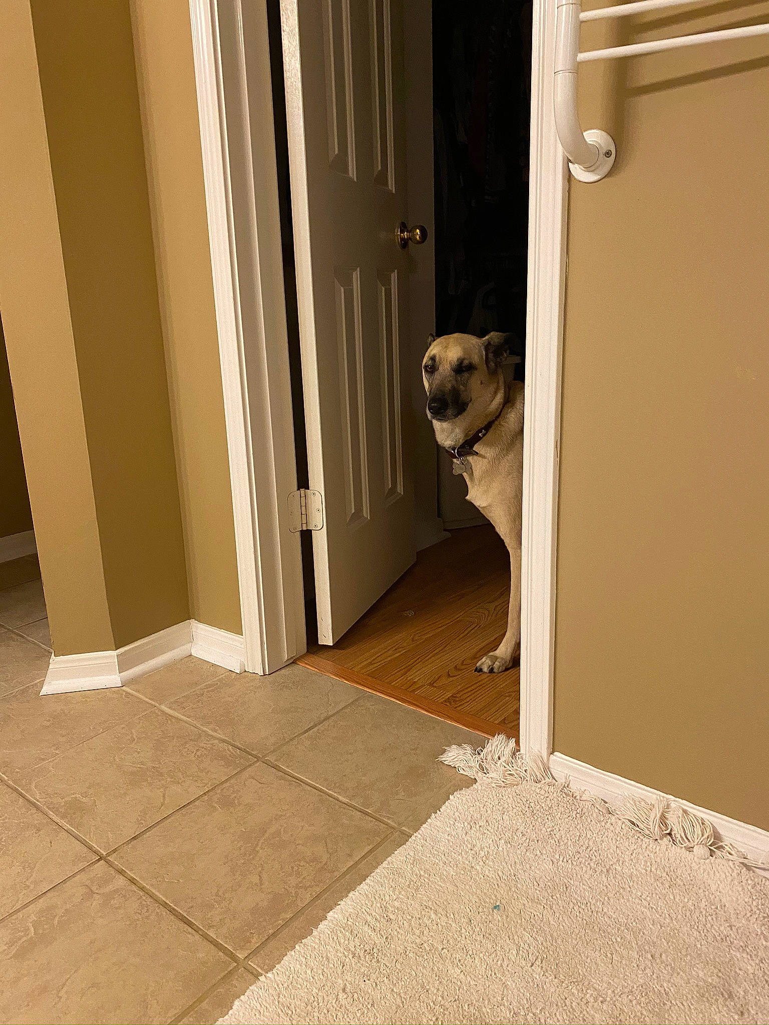 Puddin joined the competition — help win amazing prizes! beige, carnivore, companion_dog, dog, dog_breed, door, fawn, fixture, floor, flooring, hardwood, home_door, pet_supply, snout, sporting_group, stairs, tints_and_shades, wall, wood, working_animal