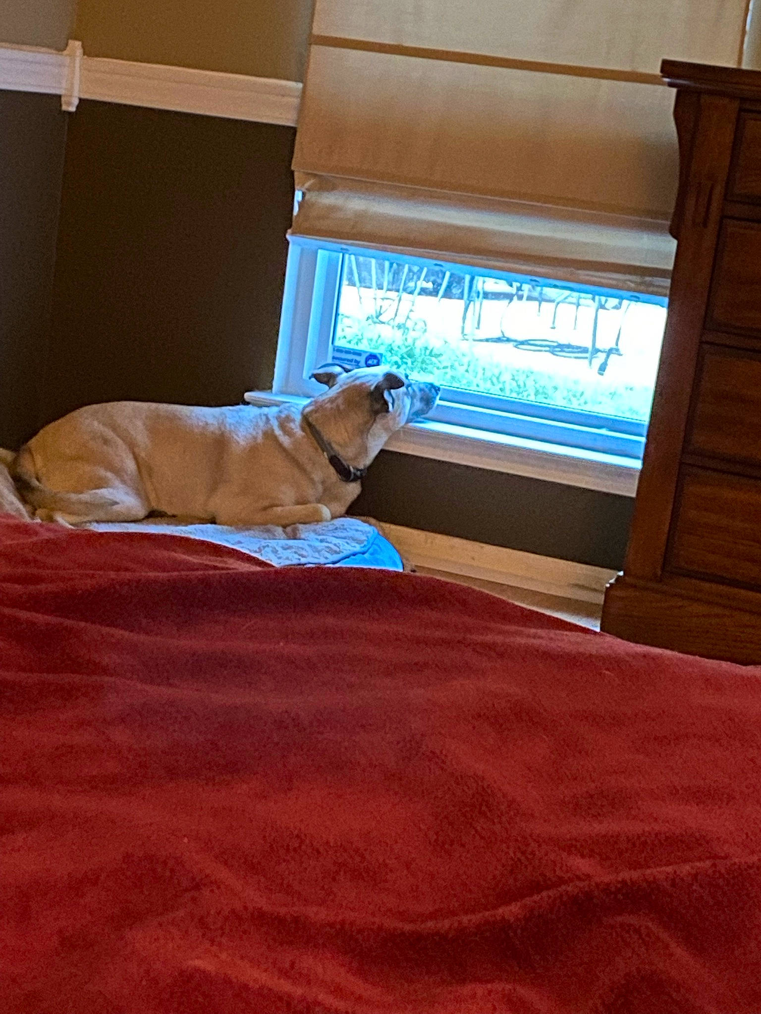 Puddin joined the competition — help win amazing prizes! bedding, carnivore, comfort, companion_dog, couch, dog, dog_breed, fawn, felidae, floor, flooring, hardwood, linens, living_room, small_to_medium_sized_cats, tail, tints_and_shades, window, wood, wood_stain