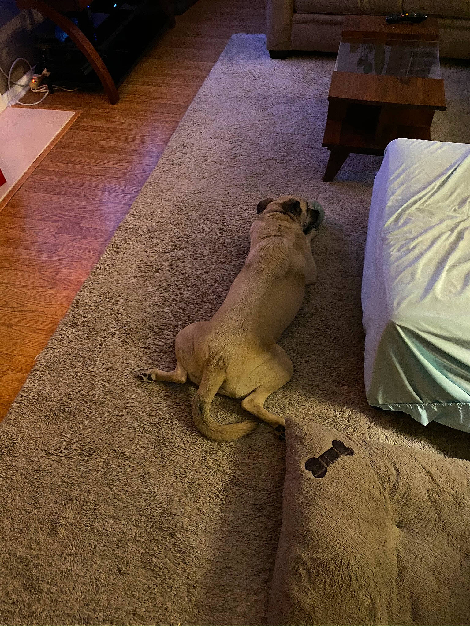 Puddin is registered to the contest to win money with this photo: bedding, carnivore, comfort, companion_dog, dog_breed, fawn, felidae, floor, flooring, hardwood, human_leg, linens, room, small_to_medium_sized_cats, tail, terrestrial_animal, tints_and_shades, toy, whiskers, wood