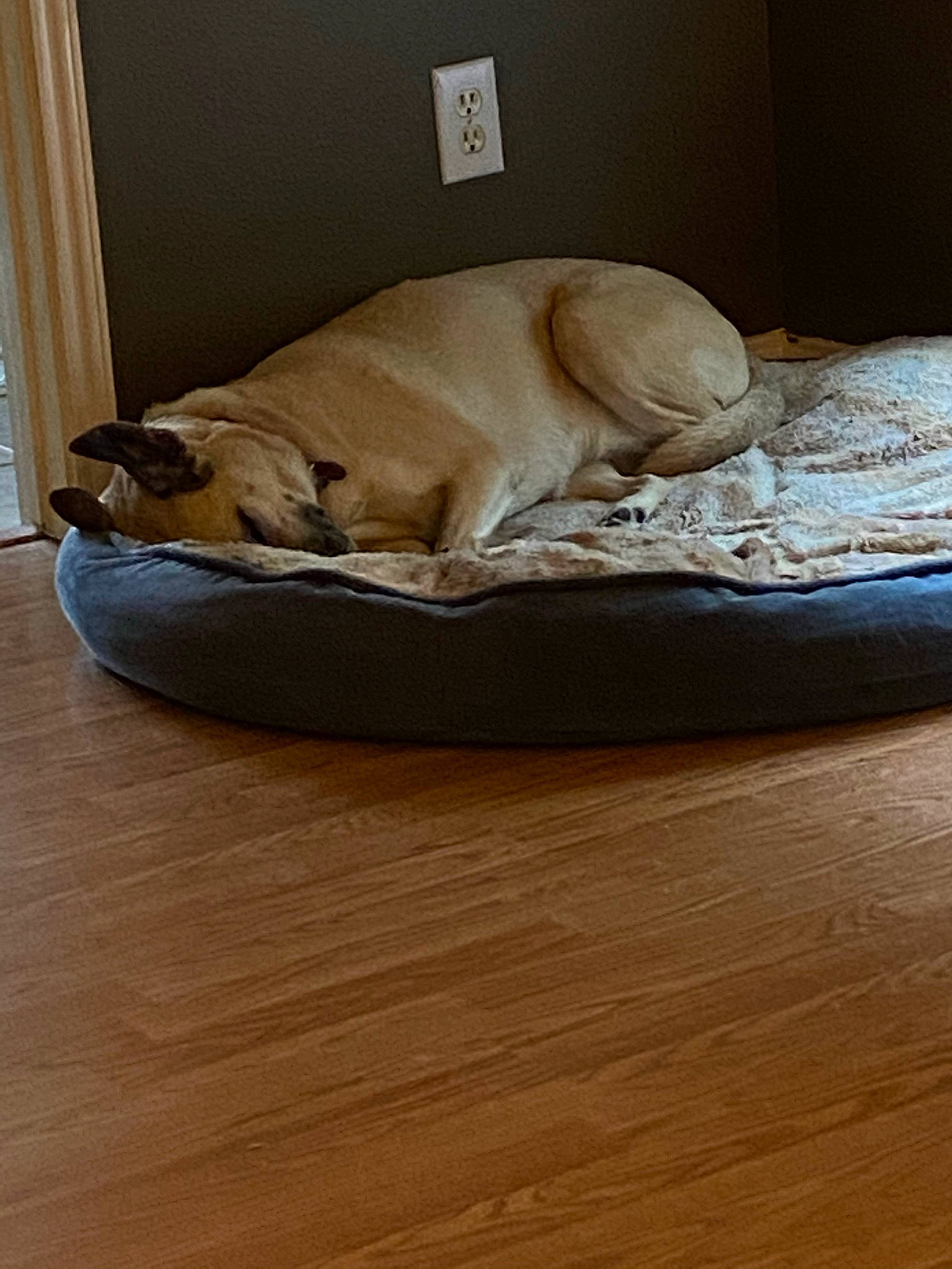 Puddin is registered to the contest to win money with this photo: beige, carnivore, comfort, companion_dog, curtain, dog, dog_bed, dog_breed, dog_supply, door, fawn, felidae, floor, flooring, fur, hardwood, linens, pet_supply, tail, wood