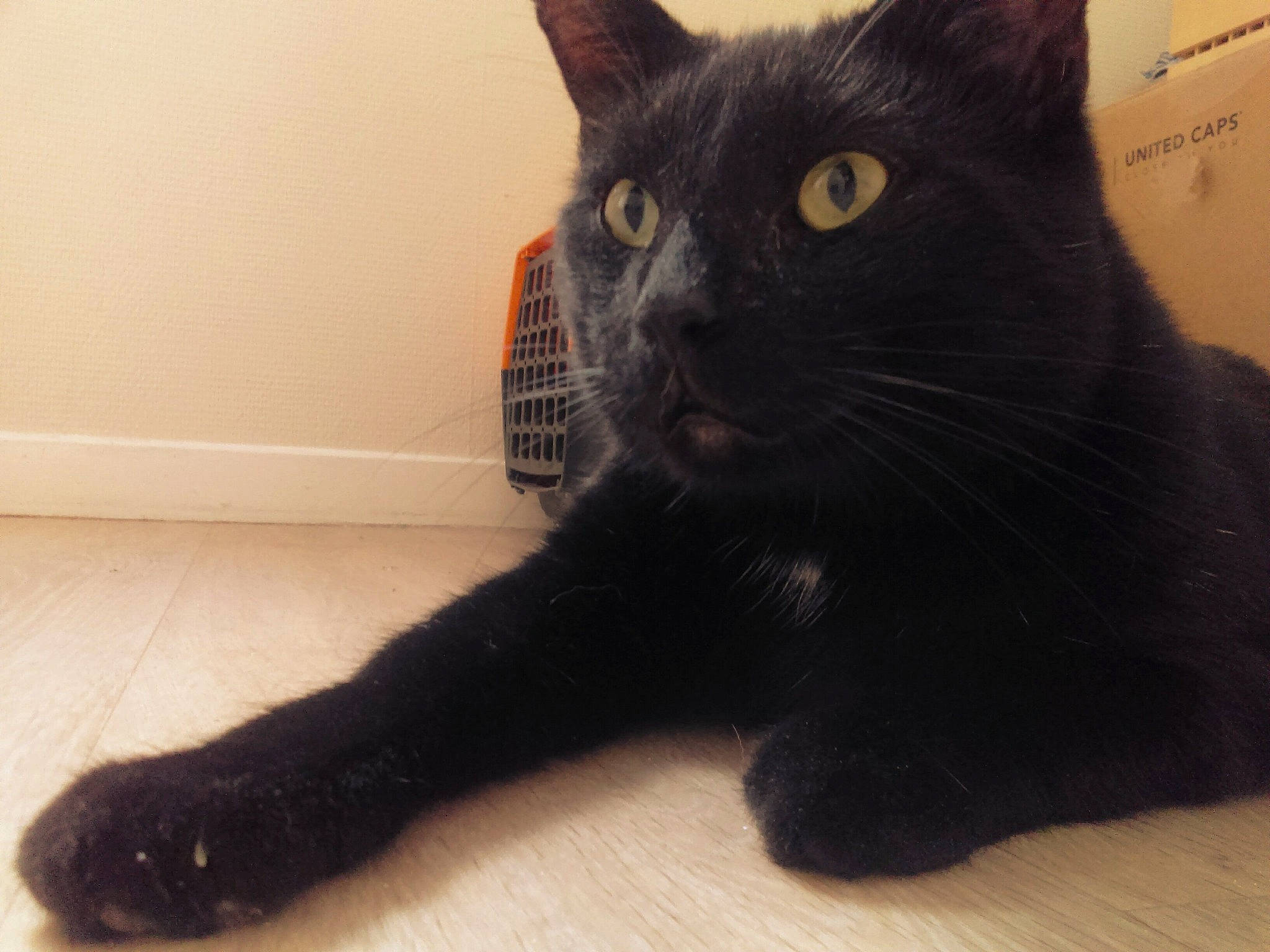 Moka a rejoint le concours — aidez-le/la à gagner de superbes lots ! asian, black, black_cat, bombay, carnivore, cat, claw, domestic_short_haired_cat, european_shorthair, eye, felidae, fur, mammal, nose, polydactyl_cat, small_to_medium_sized_cats, snout, tail, vertebrate, whiskers