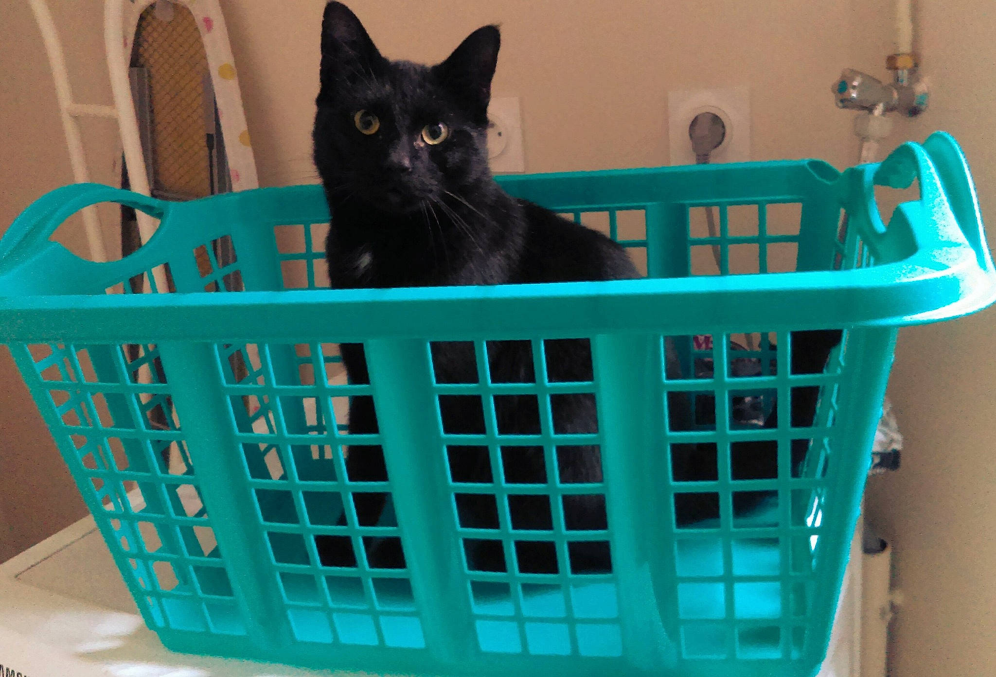 Moka participe au concours pour gagner de l'argent avec cette photo : basket, black_cat, carnivore, cat, domestic_short_haired_cat, felidae, pet_supply, small_to_medium_sized_cats, storage_basket, teal, turquoise