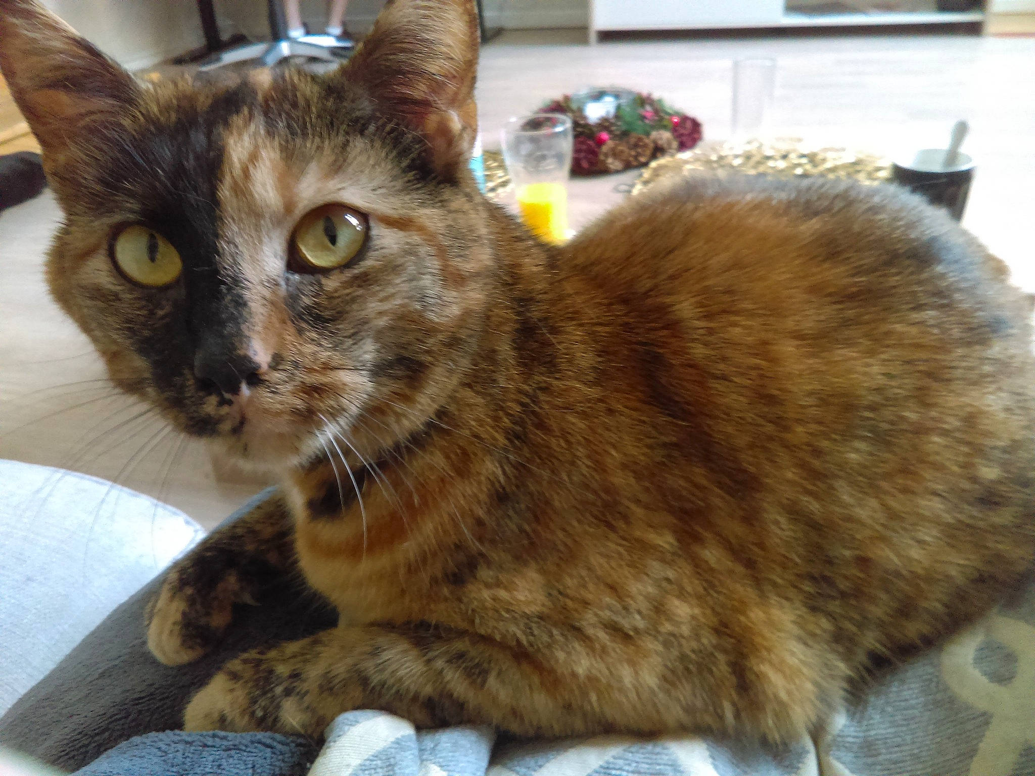 Nola a rejoint le concours — aidez-le/la à gagner de superbes lots ! aegean_cat, american_bobtail, american_curl, arabian_mau, asian, australian_mist, carnivore, cat, cymric, domestic_long_haired_cat, domestic_short_haired_cat, european_shorthair, fawn, felidae, german_rex, mammal, oriental_longhair, small_to_medium_sized_cats, tabby_cat, whiskers