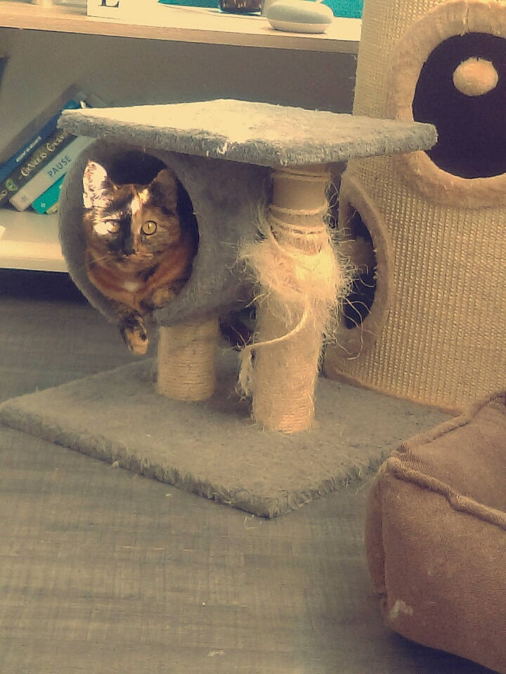 Nola participe au concours pour gagner de l'argent avec cette photo : art, carnivore, cat, domestic_short_haired_cat, fawn, felidae, small_to_medium_sized_cats, table, tail, whiskers