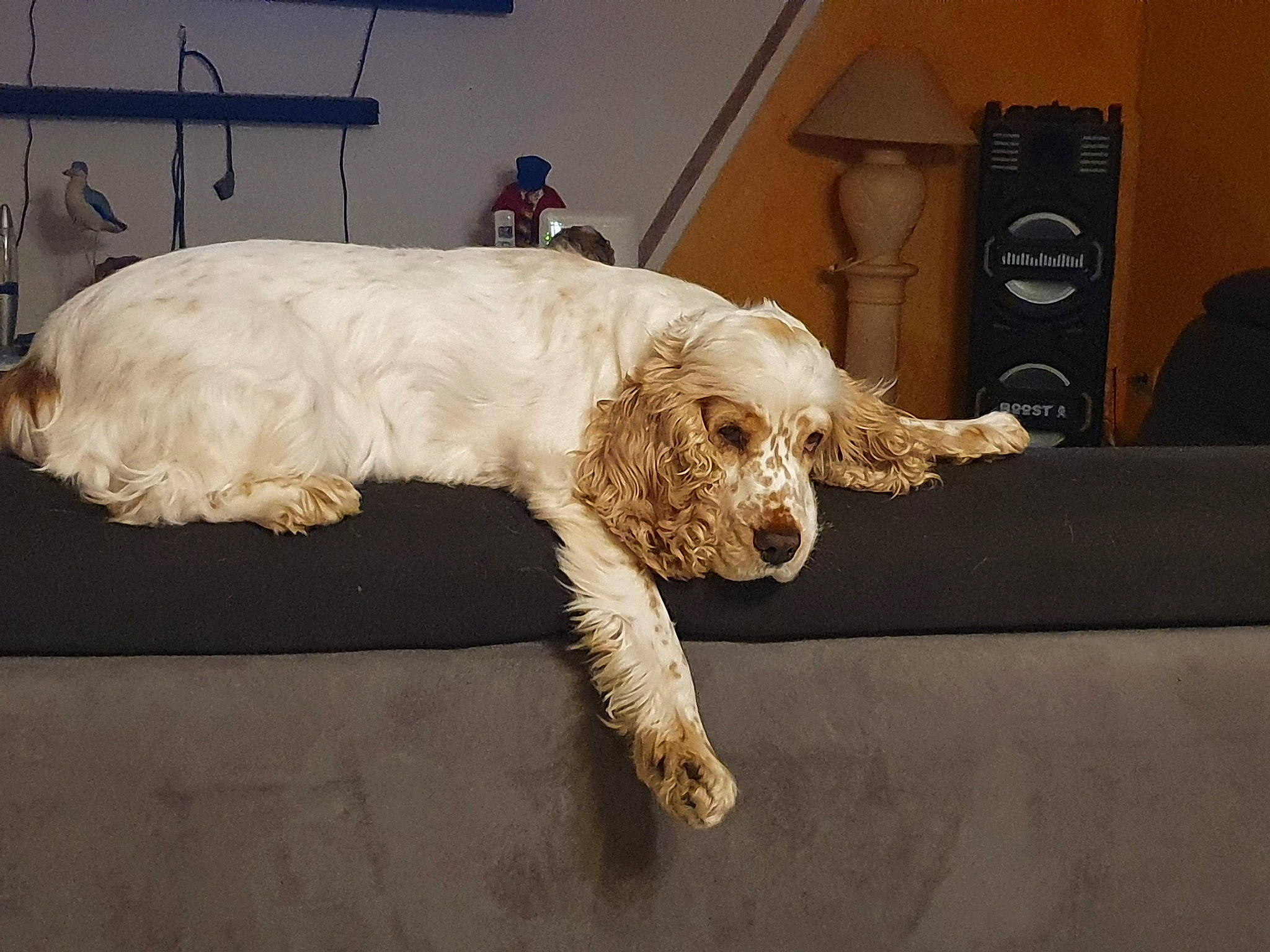 Mia participe au concours pour gagner de l'argent avec cette photo : canidae, carnivore, claw, comfort, companion_dog, dog, dog_breed, fawn, flooring, fur, goldendoodle, labradoodle, non_sporting_group, paw, small_terrier, sporting_group, tail, terrier, toy_dog, working_animal