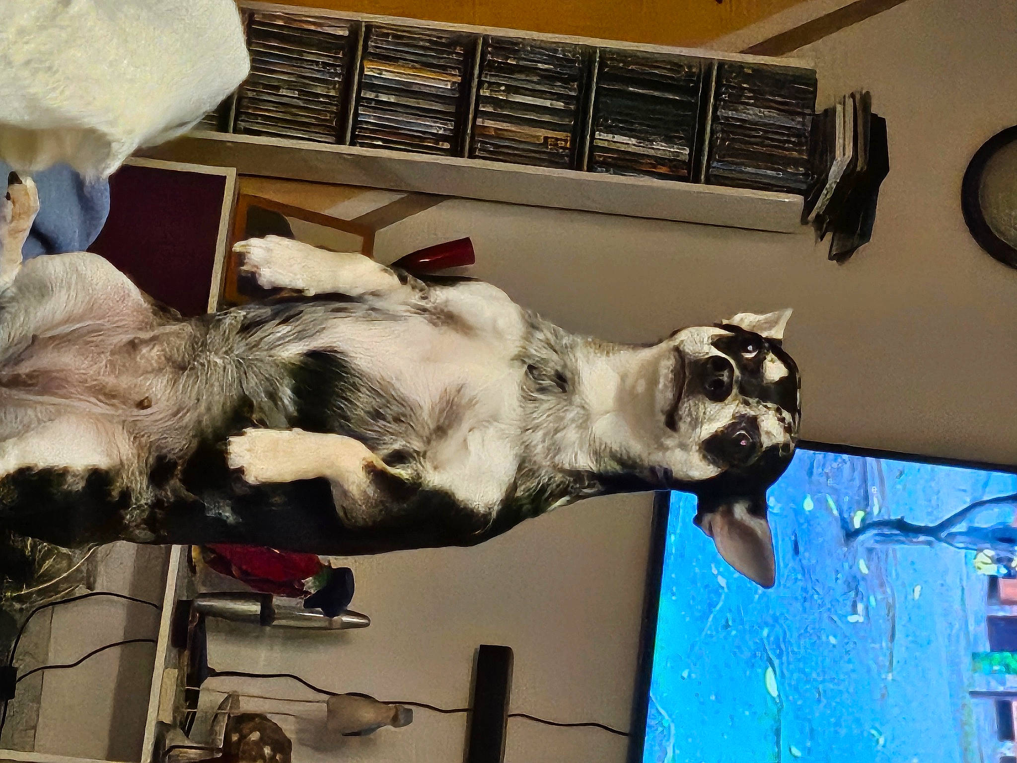 Lola a rejoint le concours — aidez-le/la à gagner de superbes lots ! art, canidae, carnivore, collar, companion_dog, dog, dog_breed, fawn, fur, snout, sporting_group, tail, window, working_animal