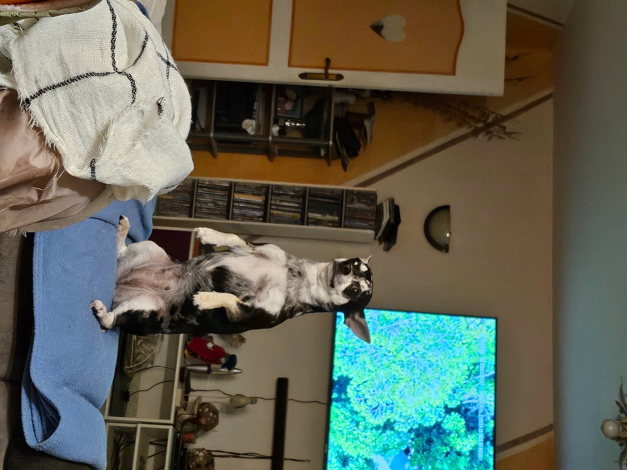 Lola a rejoint le concours — aidez-le/la à gagner de superbes lots ! art, box, carnivore, companion_dog, computer_keyboard, display_device, dog, dog_breed, felidae, fur, home_appliance, machine, room, shipping_box, small_to_medium_sized_cats, visual_arts, wood