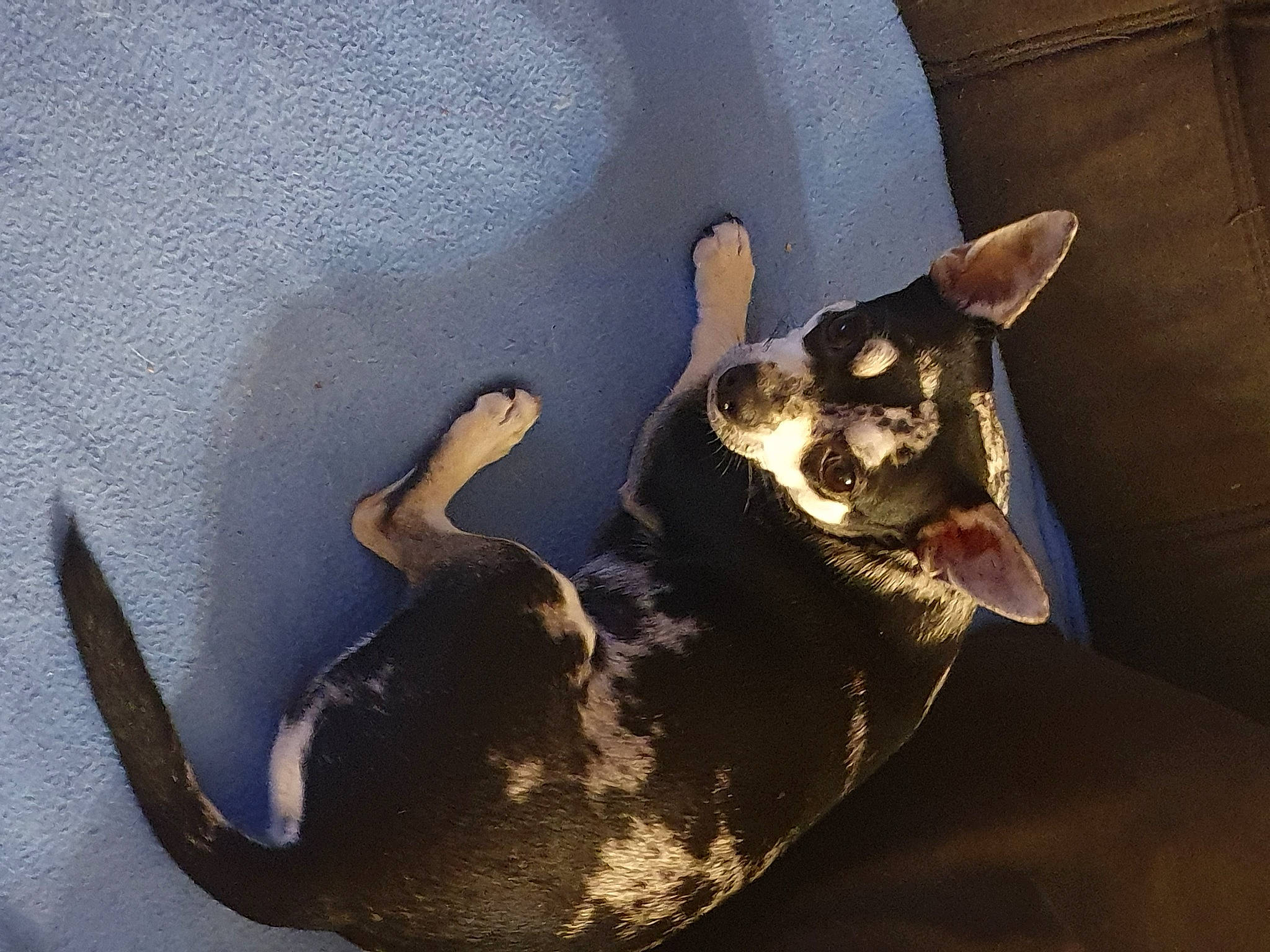 Lola participe au concours pour gagner de l'argent avec cette photo : carnivore, companion_dog, dog, dog_breed, fashion_accessory, fawn, felidae, gesture, human_body, jaw, metal, musical_instrument, paw, small_to_medium_sized_cats, snout, sporting_group, tail, tints_and_shades, whiskers, working_animal