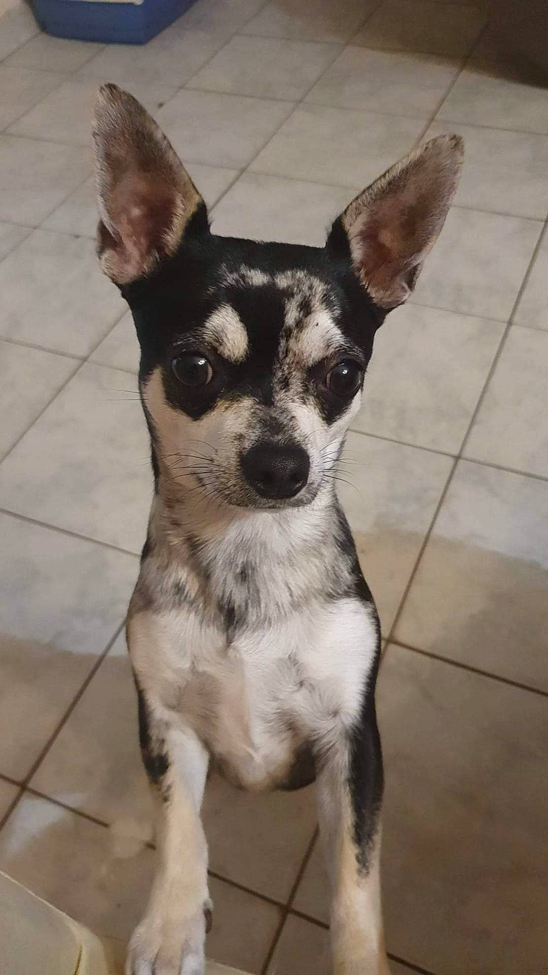 Lola participe au concours pour gagner de l'argent avec cette photo : canidae, carnivore, chihuahua, companion_dog, corgi_chihuahua, dog, dog_breed, dog_supply, ear, fawn, fur, non_sporting_group, russkiy_toy, snout, sporting_group, terrestrial_animal, tile_flooring, toy_dog, whiskers, working_animal