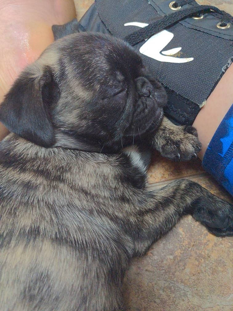 Mako Sccy joined the competition — help win amazing prizes! bag, canidae, carnivore, comfort, companion_dog, dog, dog_breed, fawn, fur, grey, guard_dog, luggage_and_bags, paw, pug, snout, sporting_group, tail, whiskers, working_animal, wrinkle