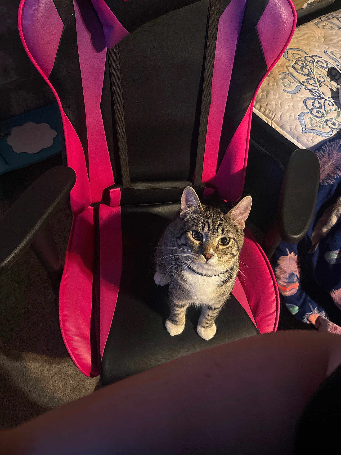 Angel joined the competition — help win amazing prizes! cat, tabby_cat, gaming_chair, pink, black, indoor, carpet, bed, blanket, furniture, pet, animal, looking_up, curious, whiskers, ears, paws, seated, home, cozy