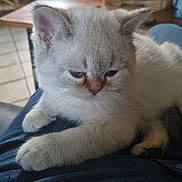 Albert participe au concours pour gagner de l'argent avec cette photo : kitten, cat, pet, animal, feline, blue_eyes, fluffy, indoor, lap, resting, cute, young, soft_light, cozy, domestic, whiskers, ears, paws, fur, relaxed