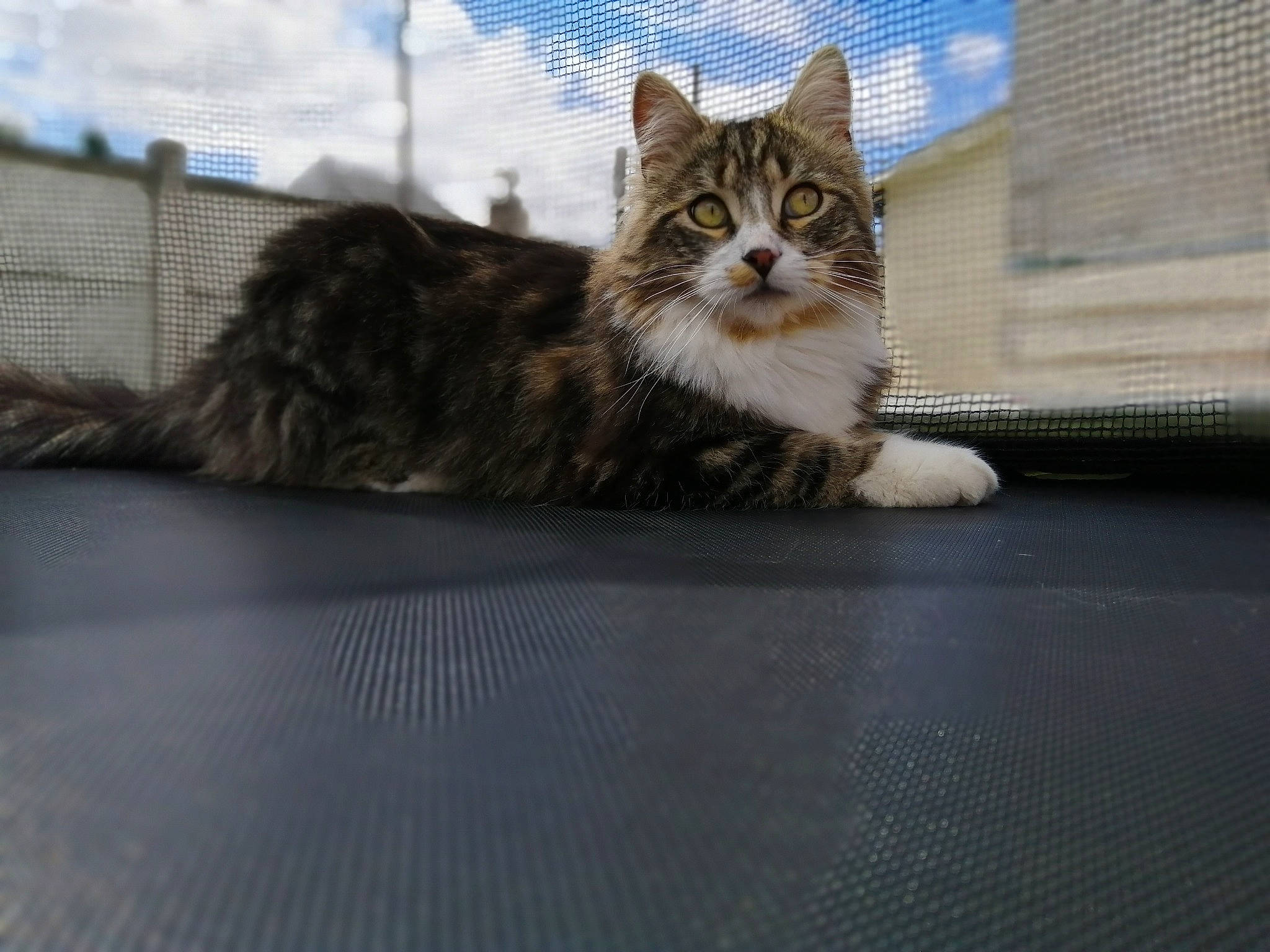 Pompon a rejoint le concours — aidez-le/la à gagner de superbes lots ! aegean_cat, animal_shelter, british_semi_longhair, carnivore, cat, domestic_long_haired_cat, domestic_short_haired_cat, dragon_li, european_shorthair, felidae, kitten, maine_coon, mammal, norwegian_forest_cat, siberian, small_to_medium_sized_cats, tabby_cat, vertebrate, whiskers, wild_cat