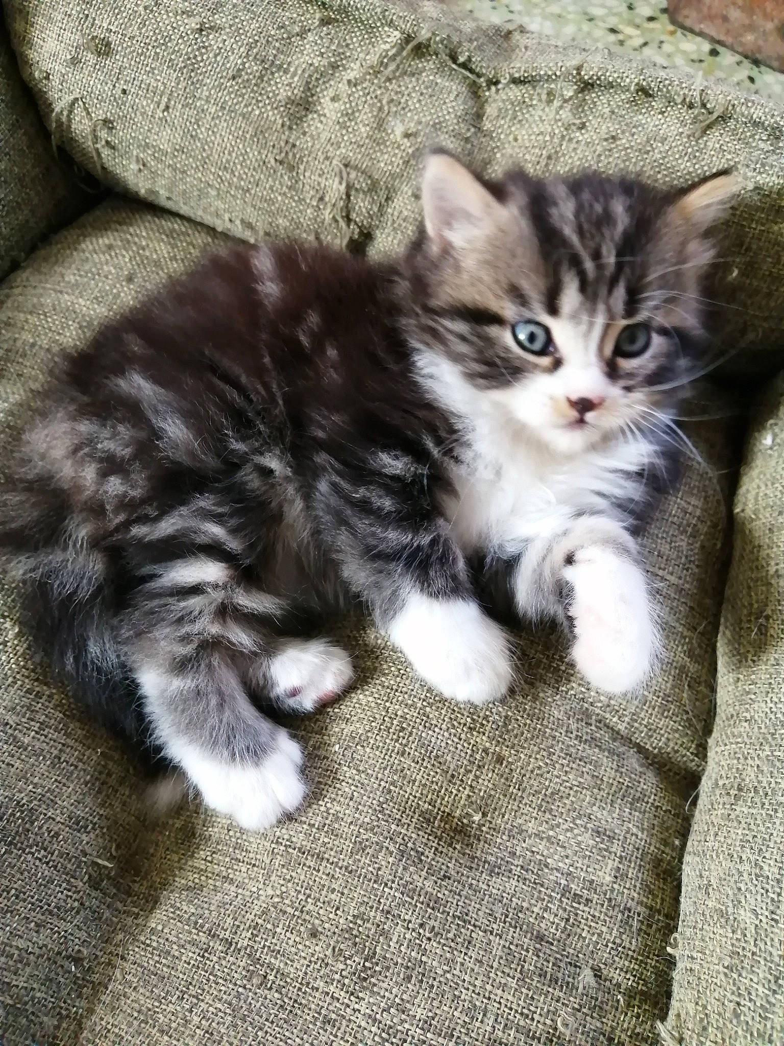 Pompon a rejoint le concours — aidez-le/la à gagner de superbes lots ! american_curl, asian, british_semi_longhair, carnivore, cat, domestic_long_haired_cat, domestic_short_haired_cat, european_shorthair, felidae, kitten, maine_coon, mammal, norwegian_forest_cat, pixie_bob, polydactyl_cat, siberian, small_to_medium_sized_cats, tabby_cat, vertebrate, whiskers