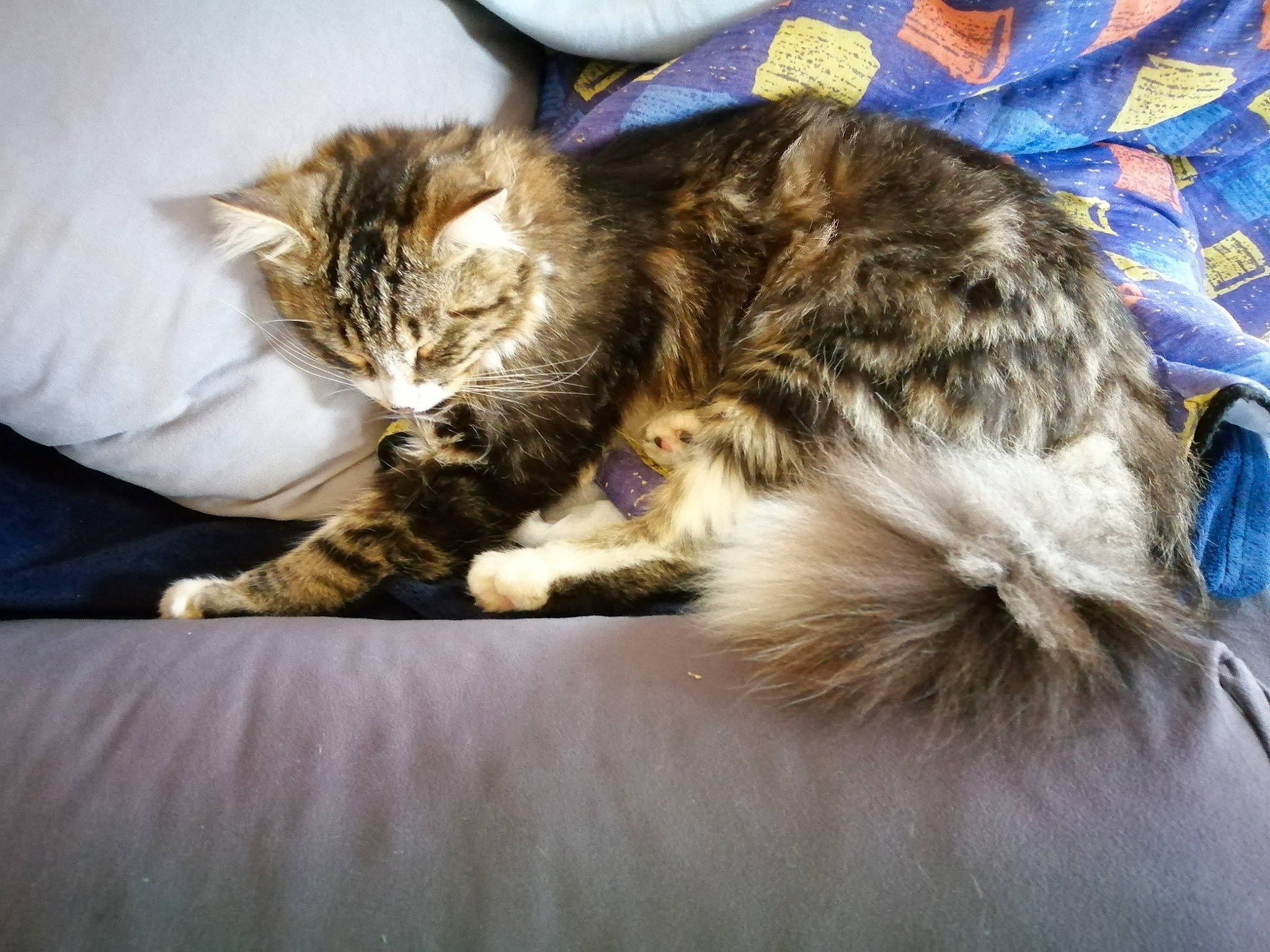 Pompon a rejoint le concours — aidez-le/la à gagner de superbes lots ! carnivore, cat, domestic_long_haired_cat, domestic_short_haired_cat, dragon_li, ear, european_shorthair, felidae, fur, kitten, maine_coon, nap, norwegian_forest_cat, pixie_bob, siberian, sleep, small_to_medium_sized_cats, tabby_cat, whiskers, wild_cat