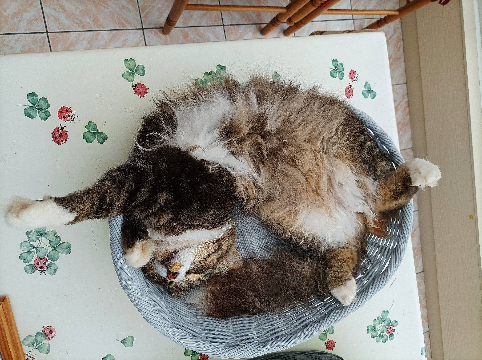 Pompon a rejoint le concours — aidez-le/la à gagner de superbes lots ! canidae, carnivore, cat, cat_supply, claw, comfort, dog_breed, felidae, fur, nap, paw, pet_supply, sleep, small_to_medium_sized_cats, sporting_group, tail, terrestrial_animal, whiskers