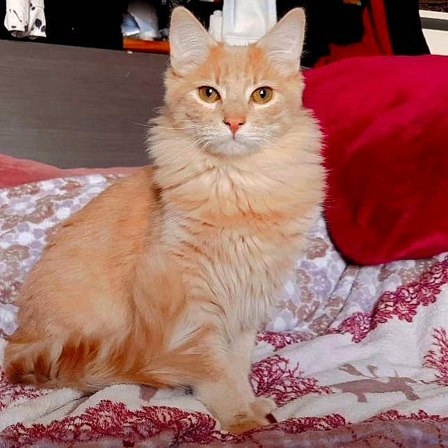 Kyo a rejoint le concours — aidez-le/la à gagner de superbes lots ! carnivore, cat, claw, comfort, domestic_short_haired_cat, event, fawn, felidae, fur, paw, peach, small_to_medium_sized_cats, snout, tail, whiskers, window