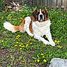 George is registered to the contest to win money with this photo: dog, saint_bernard, grass, dandelions, flowers, outdoor, fence, wood, nature, pet, animal, canine, summer, greenery, relaxing, garden, flora, yard, spring, large_dog